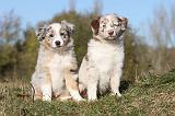 BERGER AUSTRALIEN PUPPIES 192
